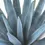 Miniaturbild: Agave tequilana