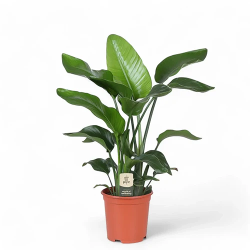 Strelitzia Nicolai - Baumstrelitzie | Heim- Und Gar Produktbild-Vorschau 2
