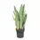 Miniaturbild: Dracaena (Sansevieria) trifasciata 'Metallica'