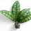 Miniaturbild: Hoya callistophylla 'Black cat' (IML 3576)