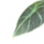 Alocasia Dragon Moon leaf with thick texture and silver wash.
