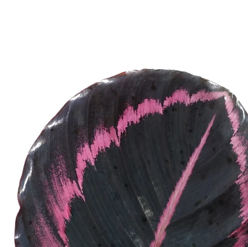 Goeppertia (Calathea) roseopicta 'Surprise Star' aka 'Princess Jessie'