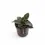 Thumbnail: Dracaena angolensis (Sansevieria cylindrica) 'Star Rose'