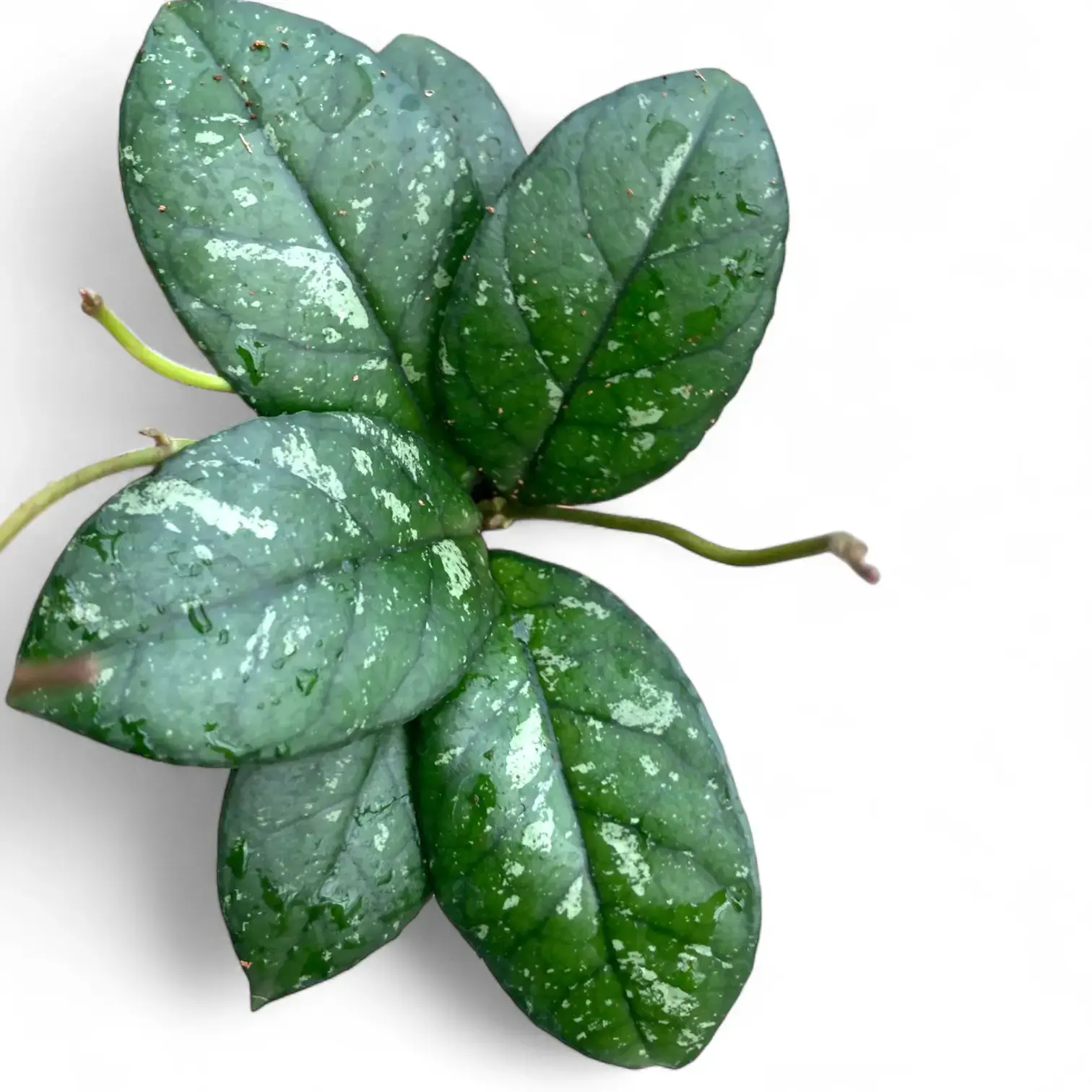 Hoya crassipetiolata 'Splash Round Leaf'