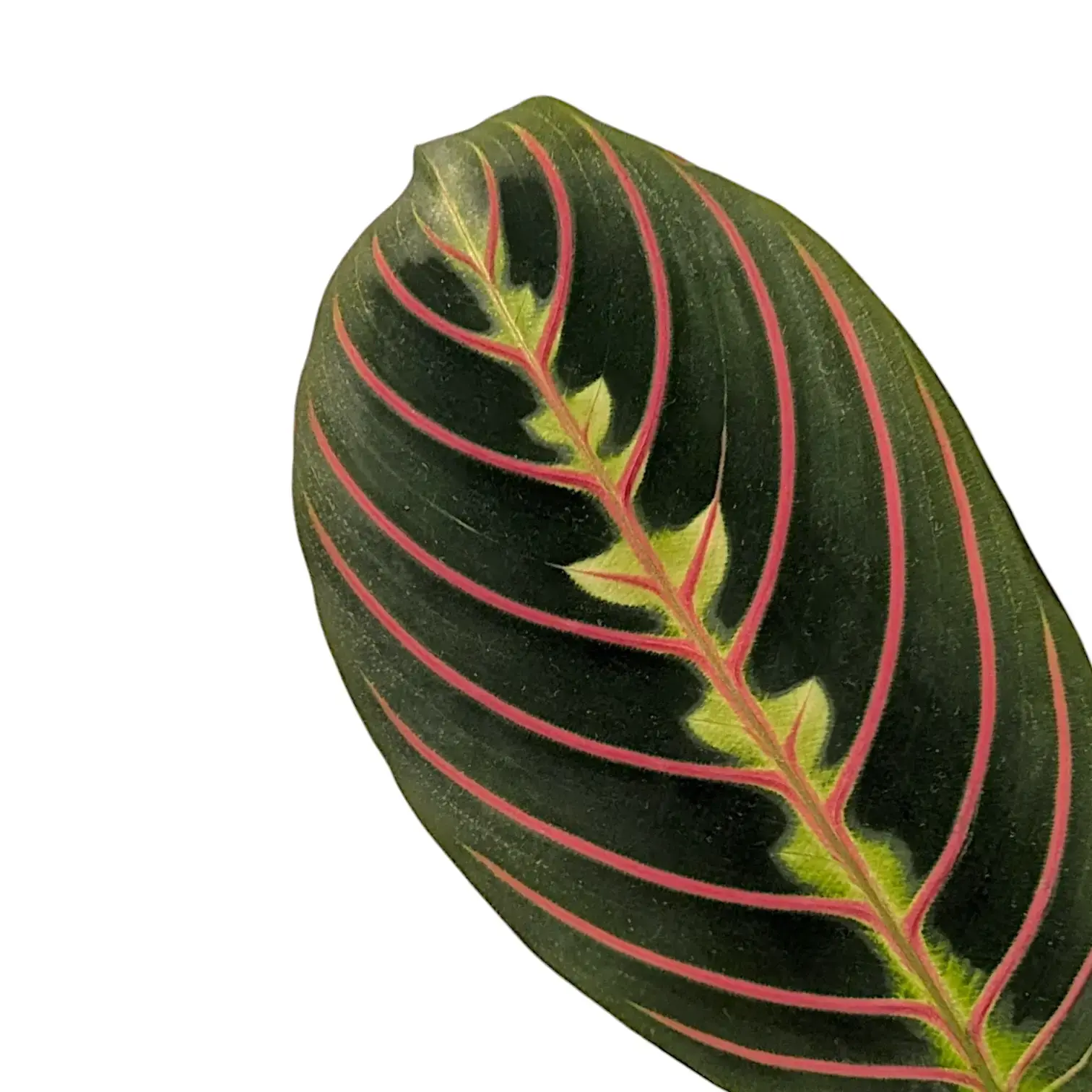 Maranta leuconeura 'Fascinator' ('Tricolor', 'Red Stripe')