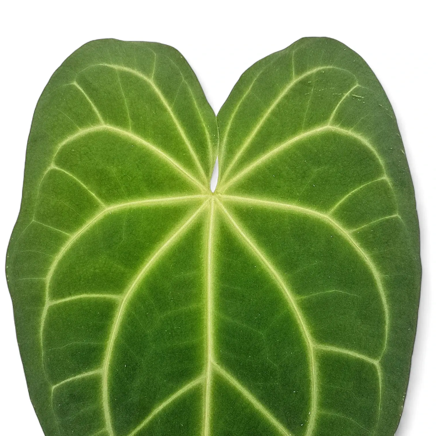 Anthurium magnificum