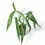 Thumbnail: Philodendron holtonianum