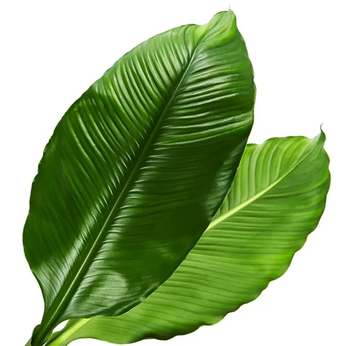 Buy Spathiphyllum Plants Online – Foliage Factory Plant Shop