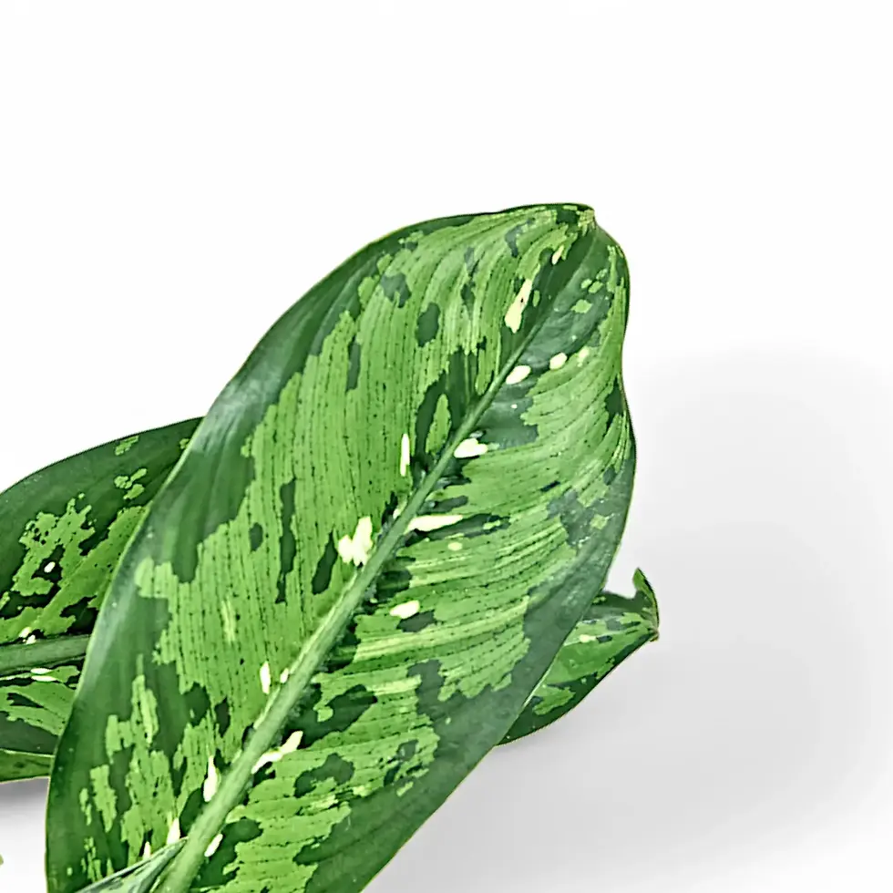 Dieffenbachia seguine 'Crocodile'