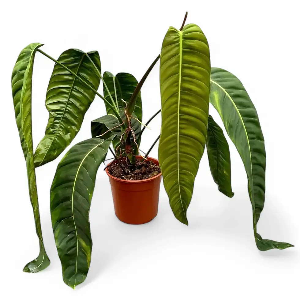 Philodendron patriciae