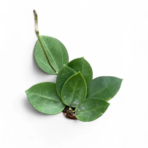 Hoya 'Icensis' - Unique Dark-Margined Foliage