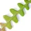Miniaturbild: Disocactus ( Epiphyllum ) anguliger