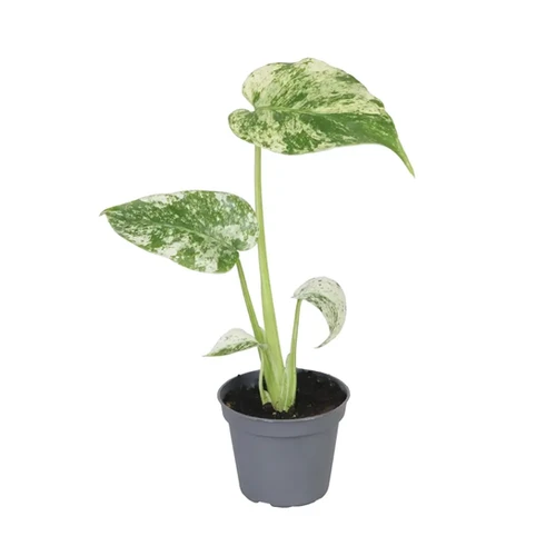 【希少】Monstera deliciosa mint variegata 1 The Rare Monstera Deliciosa Mint Variegated Houseplant