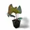 Thumbnail: Anthurium papillilaminum x luxurians