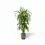 Thumbnail: Dracaena fragrans ‘Hawaiian Sunshine’