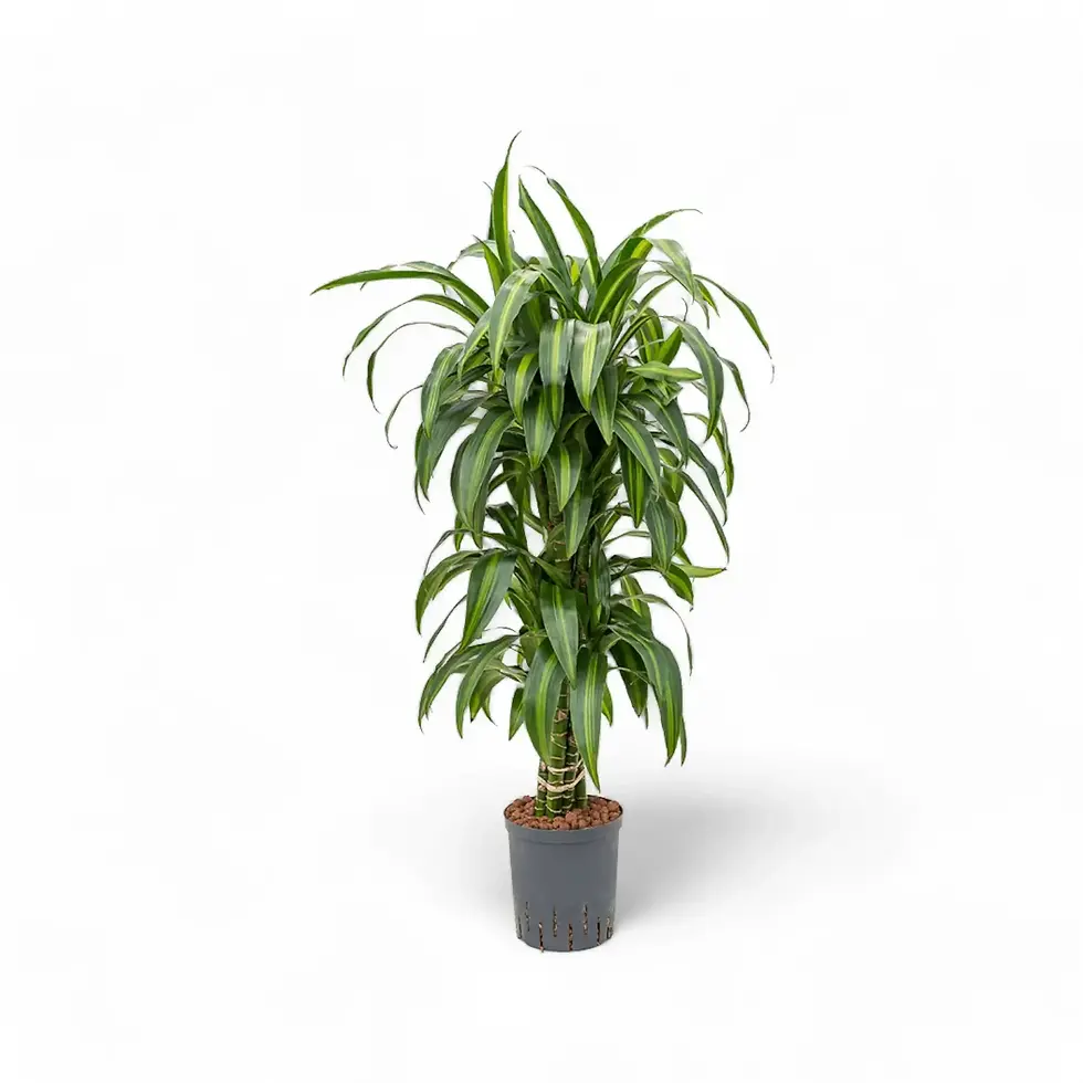 Dracaena fragrans ‘Hawaiian Sunshine’