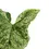 Thumbnail: Syngonium podophyllum 'Mottled'