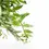 Thumbnail: Aeschynanthus 'Japhrolepis'