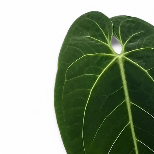 Anthurium warocqueanum x waterburyanum at Foliage Factory