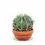 Thumbnail: Ferocactus peninsulae f. brevispinus