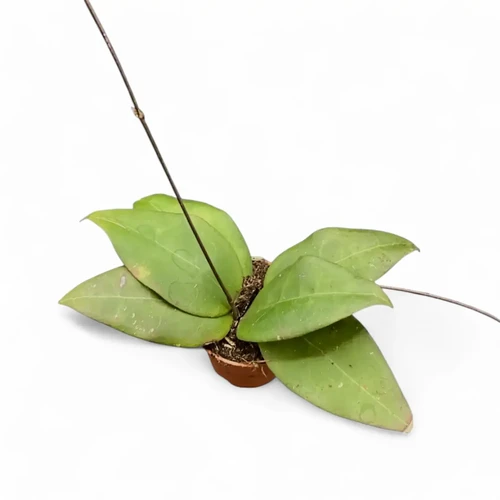 Hoya Sulawesiana 3