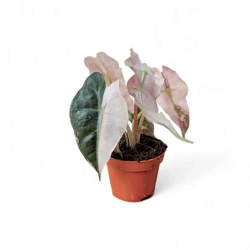 Alocasia 'Polly' albovariegata - buy now at Foliage Factory