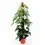 Miniaturbild: Epipremnum pinnatum variegata
