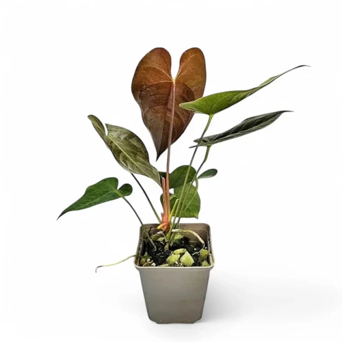 Anthurium moodeanum / アンスリウム・ムーデアナム Anthurium moodeanum / アンスリウム・ムーデアナム②