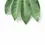 Miniaturbild: Heptapleurum  (Schefflera) actinophyllum 'Amate'
