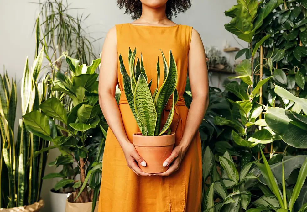 Person hält eine Sansevieria, viele weitere Pflanzen im Hintergrund