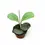 Thumbnail: Hoya obovata
