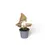 Thumbnail: Syngonium podophyllum 'Red Spot' ('Pink splash')