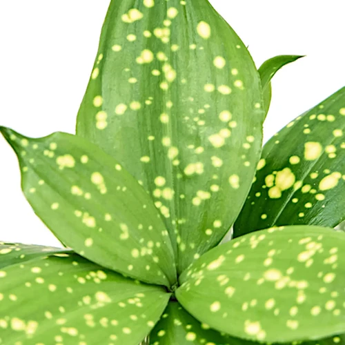 Dracaena surculosa var. surculosa 'Florida beauty' Foliage Factory