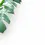 Thumbnail: Monstera pinnatipartita