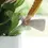 Miniaturbild: Watering can Plunge