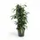 Thumbnail: Ficus benjamina 'Danielle'