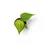 Thumbnail: Anthurium 'Delta Force'