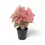 Thumbnail: Caladium 'Spring Fling'