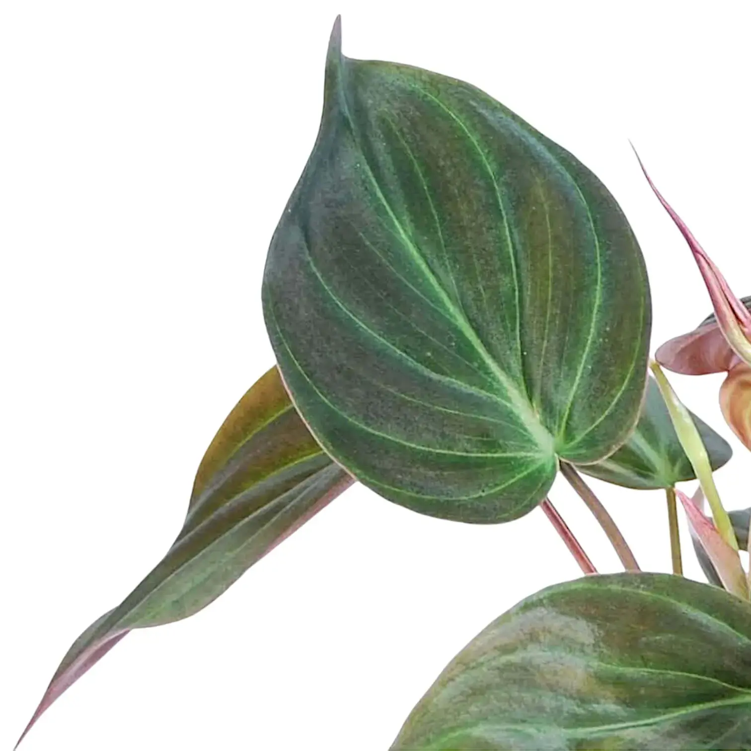 Philodendron micans (Philodendron hederaceum var. hederaceum)