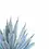 Thumbnail: Agave macroacantha