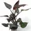 Miniaturbild: Philodendron erubescens 'New Red'
