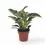Miniaturbild: Philodendron 'Birkin' (Philodendron 'White wave', Philodendron 'White Measure')