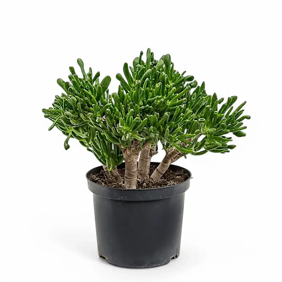 Crassula ovata 'Horn Tree'