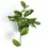 Thumbnail: Monstera pinnatipartita