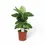 Miniaturbild: Dieffenbachia seguine 'Reflector'