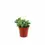 Miniaturbild: Delosperma echinatum
