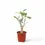 Miniaturbild: Adansonia digitata
