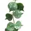 Thumbnail: Hoya curtisii