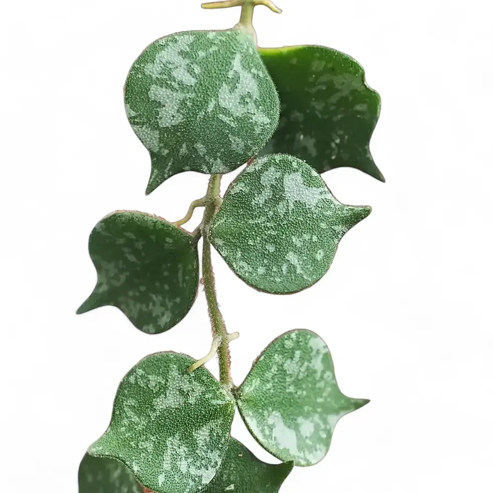 Close up of Hoya curtisii vine
