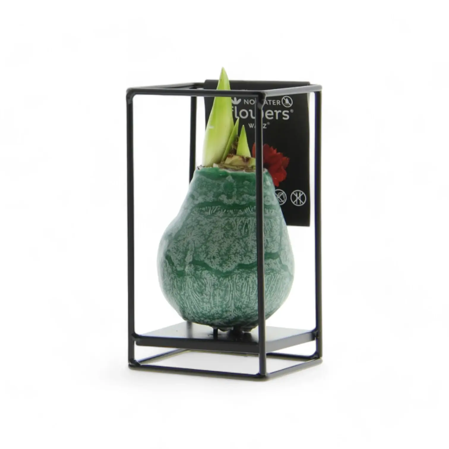 No Water Flowers Wax Amaryllis Bulbs at Foliage Factory